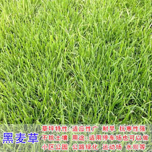进口草坪种子黑麦草马尼拉狗牙根庭院护坡绿化草皮籽