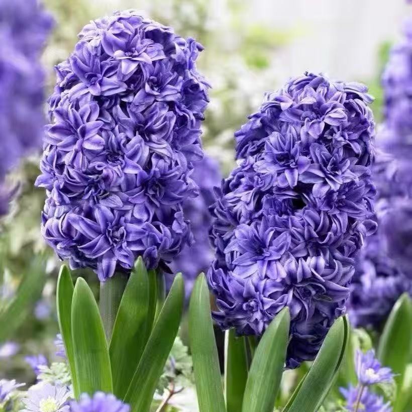 春化好现货 进口风信子种球3球绿园花开水养土培花卉易养秋冬耐寒,鲜花速递/花卉仿真/绿植园艺,种球/裸根,淘宝优惠券,粉丝福利购,淘宝优惠卷