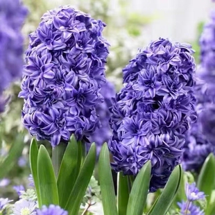 春化好现货 进口风信子种球3球绿园花开水养土培花卉易养秋冬耐寒