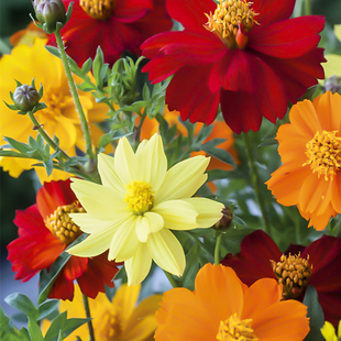 硫化菊种子黄波斯菊花种子黄秋英花籽 硫华菊种子四季易种 耐贫瘠