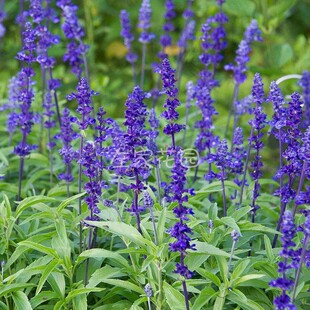 蓝花鼠尾草种子一串蓝紫花红花易活宿根花卉景观庭院阳台