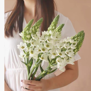 20球特价圣心百合种球白色黄色橙色绿园花开阳台花卉早春多年生