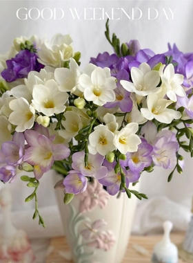 25年现货 绿园花开小苍兰香雪兰种球-蓝色海滩钻石卡斯特香槟蜜月