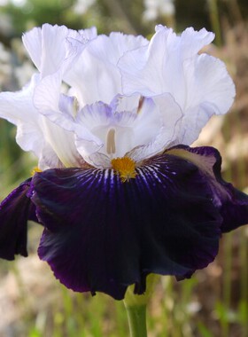 绿园花开进口德国鸢尾裸根种球稻米旋涡庭院花园阳台耐寒多年生