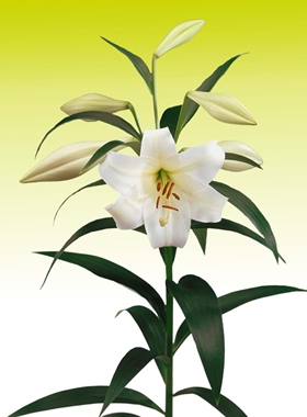 26年进口LO铁炮百合种球绿园花开白特里昂菲特LO-white triumph