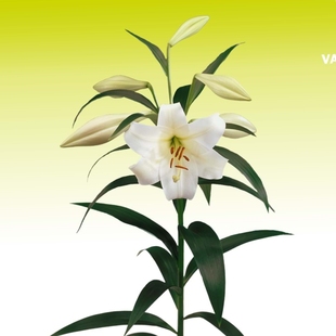 26年进口LO铁炮百合种球绿园花开白特里昂菲特LO-white triumph