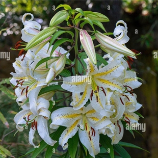 25年现货进口香水百合种球东方百合系列百合球绿园花开多年生球根