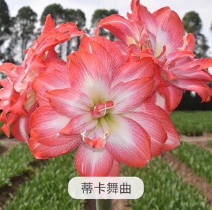 秘鲁蒂卡系列进口朱顶红种球 火焰黛丝 蒂卡粉黛蒂卡梦想蒂卡之星