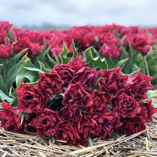 25年现货进口郁金香种球自然球和5度球 重瓣系列绿园花开耐寒阳台