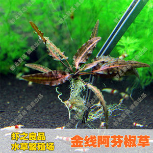 虾之良品金线阿芬 凤梨椒草 黄底虎纹椒草 前景草 虾缸水草水中叶