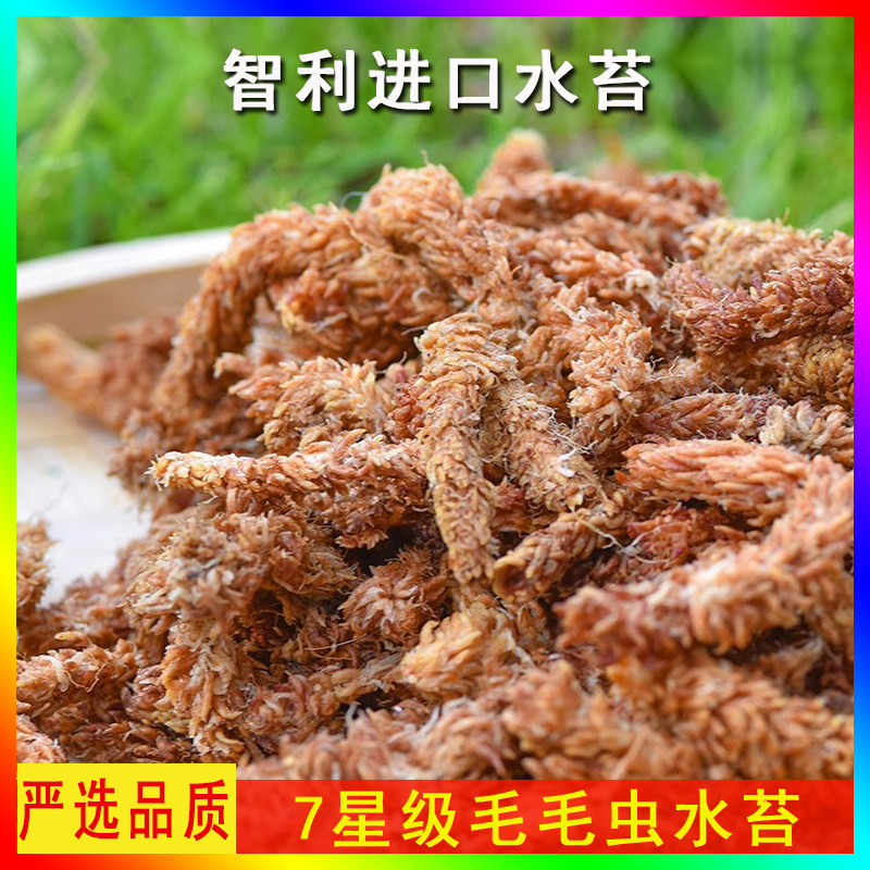 智利进口水苔毛毛虫水苔干苔藓蝴蝶兰专用兰花营养土乌龟冬眠保湿