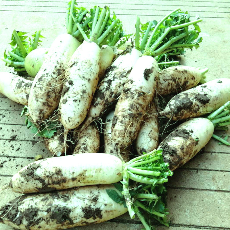 云南露天农家种植新鲜白萝卜水份多新鲜萝卜蔬菜生吃水果5斤9斤,水产肉类/新鲜蔬果/熟食,萝卜/胡萝卜,淘宝优惠券,粉丝福利购,淘宝优惠卷