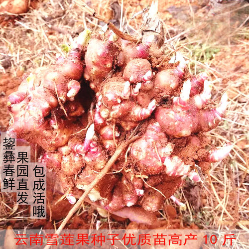 云南天山雪莲果种子种苗