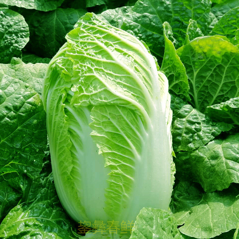 云南新鲜白菜娃娃菜山地白菜黄心叶菜类
