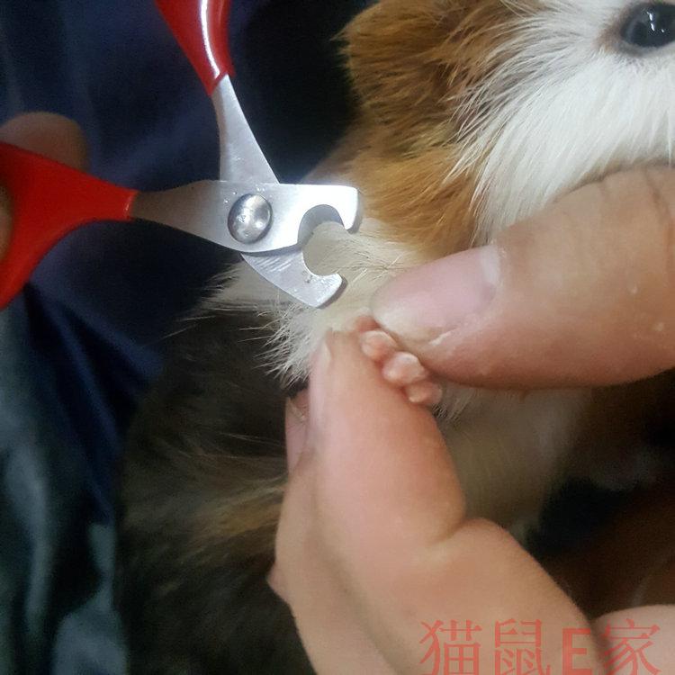 蜜袋鼯兔子剪刀龙猫剪刀小宠通用指甲剪 豚鼠剪刀磨甲板松鼠用品