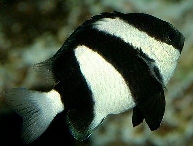 三间雀活体海洋生物热带海水观赏鱼 海洋宠物鱼三间雀海水鱼