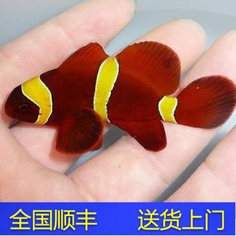 海水鱼观赏鱼小丑鱼活体珊瑚公子金透红 快递100%包损 天鸿水族