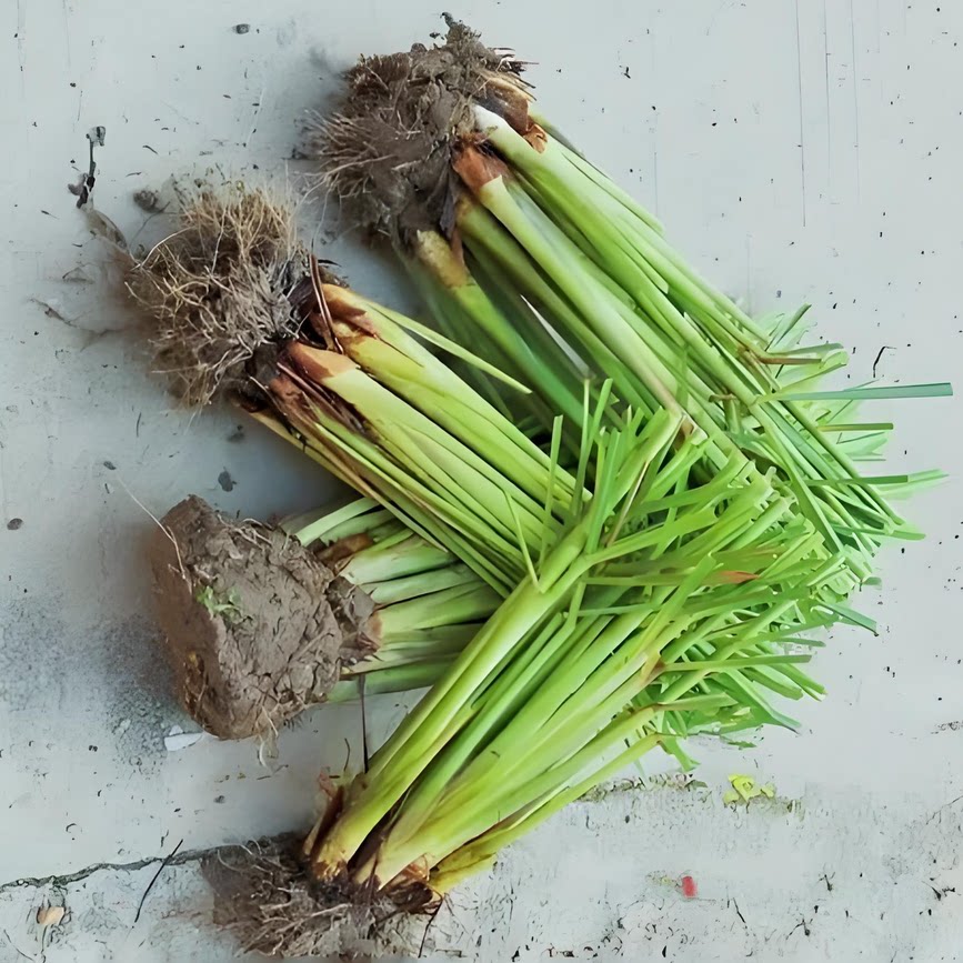 论斤大批量香茅草苗鲜活带根带土发货四季栽培柠檬草饭店餐馆调味