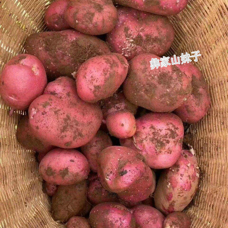 云南高原红皮土豆新鲜洋芋黄心马土豆