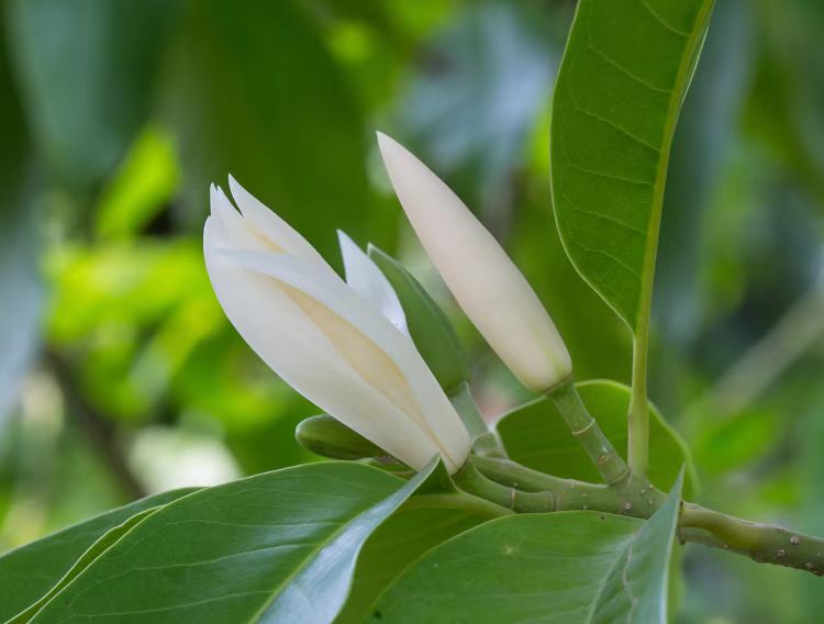 白兰花鲜花纯露原料按斤发货 3斤起订