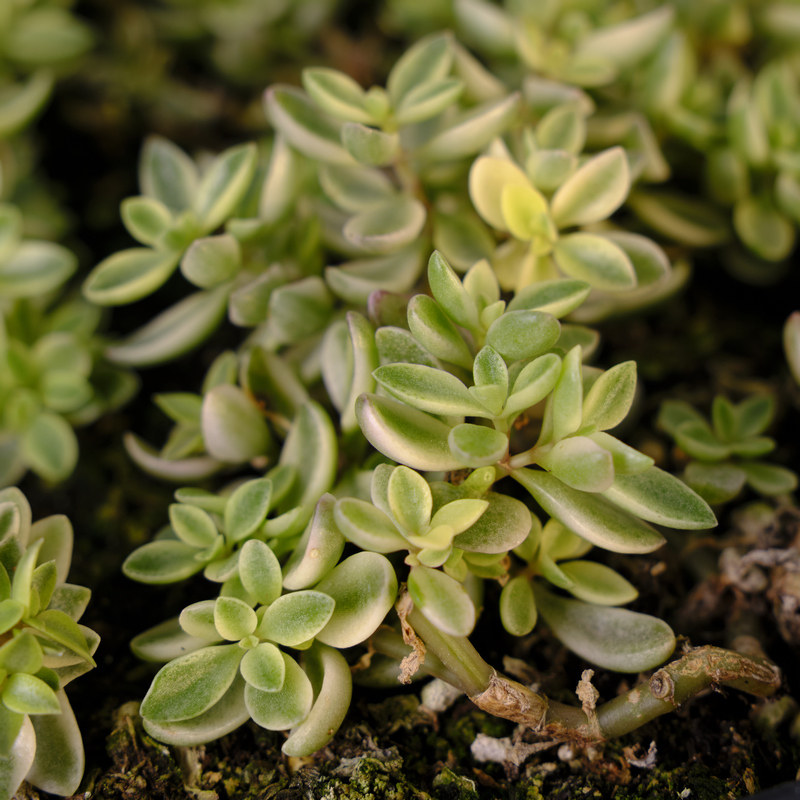 雨心/雨心锦 多肉植物 易开花