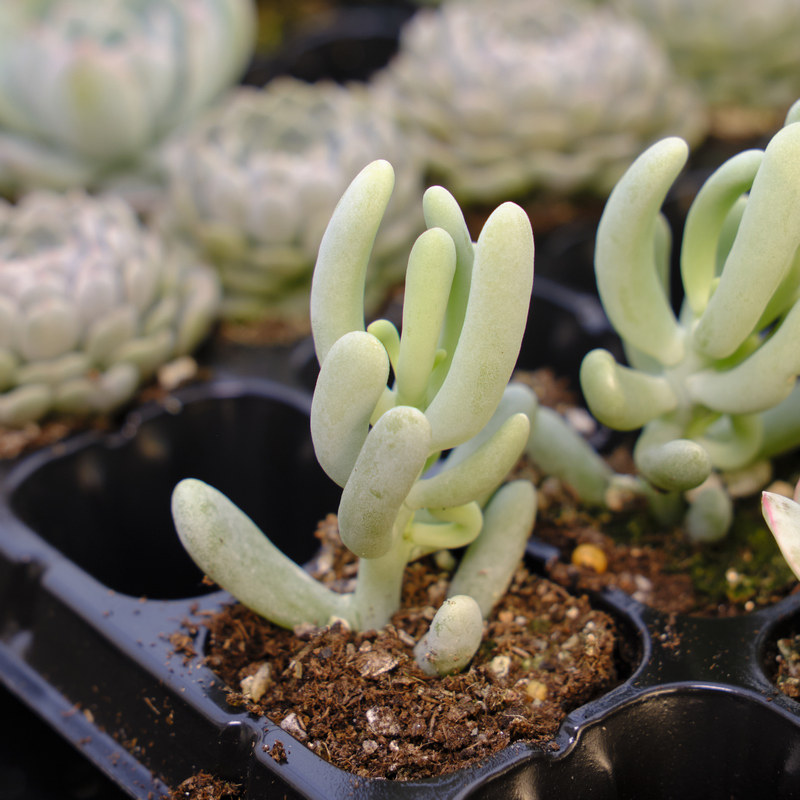 香蕉美人 多肉植物 细叶宽叶随机发货 砍头苗