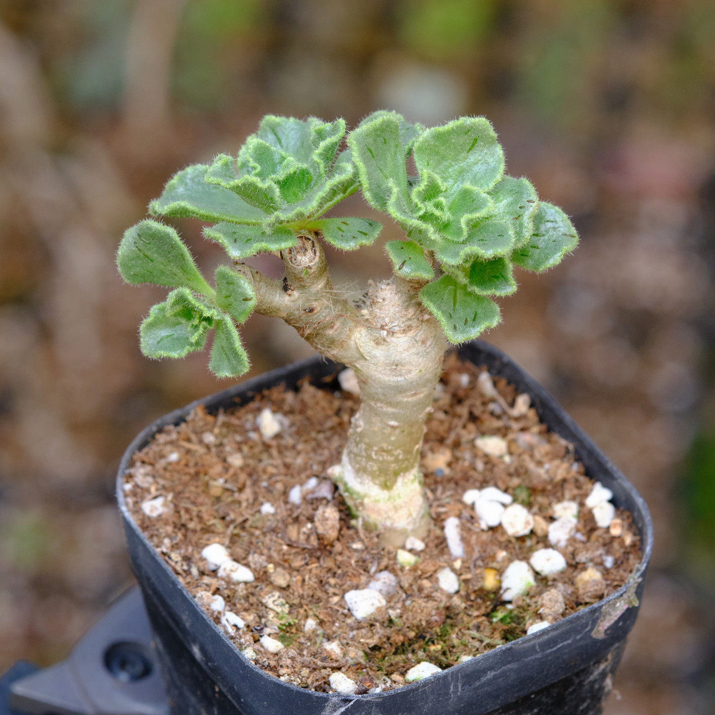 1124 一物一拍多肉 群生 老桩 混合品种 盆口6-7cm,鲜花速递/花卉仿真/绿植园艺,多肉植物,淘宝优惠券,粉丝福利购,淘宝优惠卷