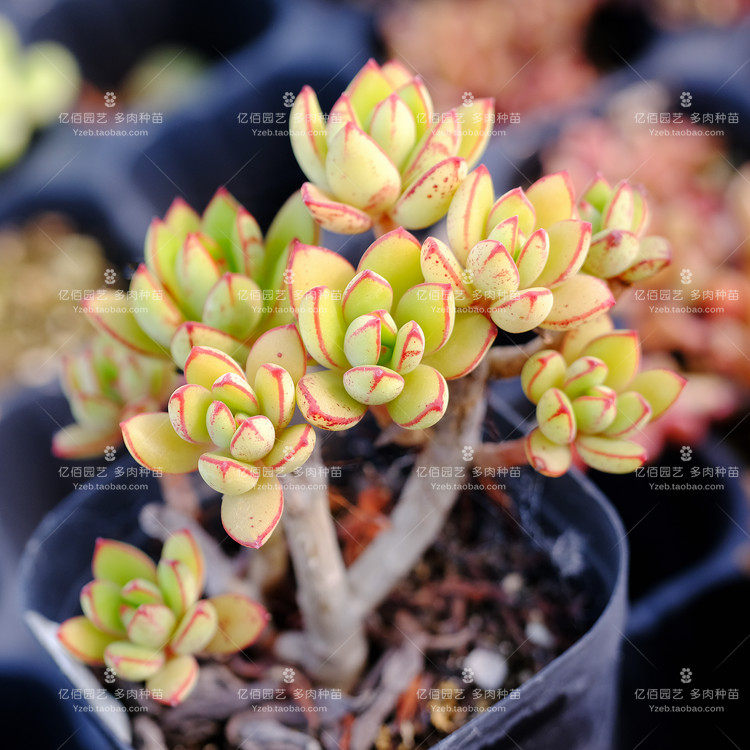 丹格朗斯 多肉植物 易群生 肉肉