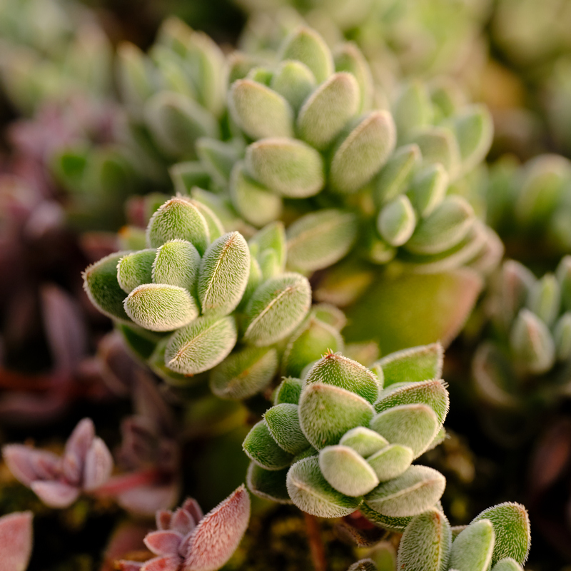 星芒 星公主  青锁龙属 多肉植物 易断易插活