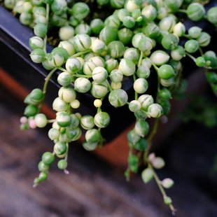 圆佛珠/锦 情人泪/情人泪锦 多肉植物 垂吊 菊科