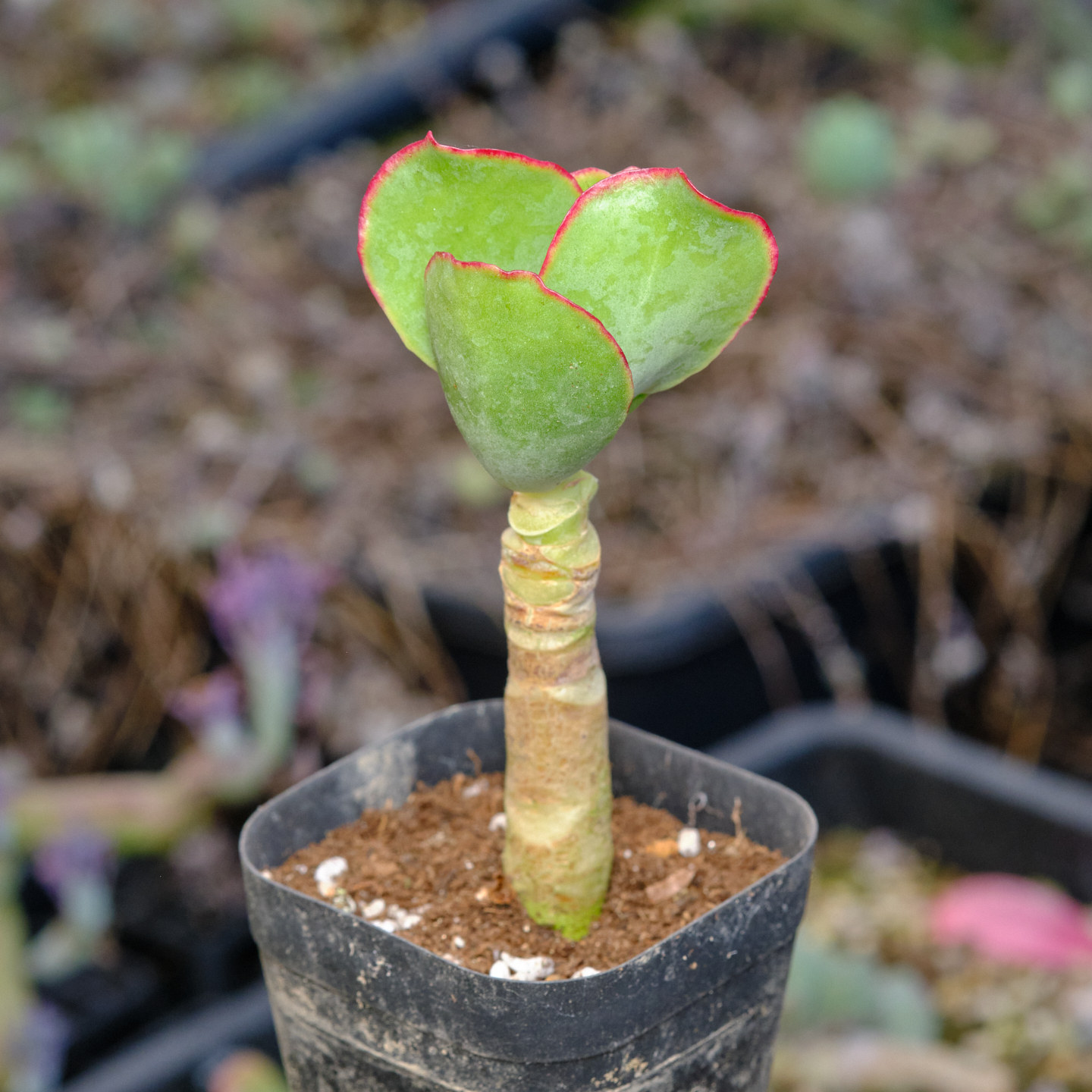 象耳 大叶轮回 景天科银波锦属 多肉植物