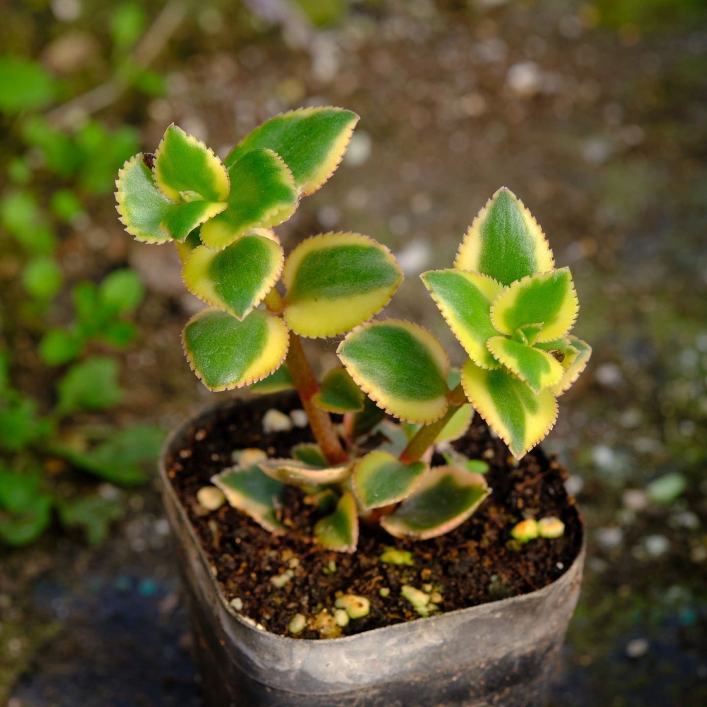 彩凤凰 长茎景天锦 多肉植物,鲜花速递/花卉仿真/绿植园艺,多肉植物,淘宝优惠券,粉丝福利购,淘宝优惠卷