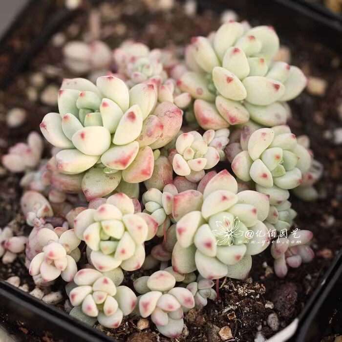 焦糖精灵 多肉植物 易群生 砍头苗 扦插