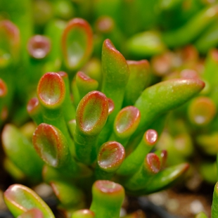 筒叶花月/铲叶花月/小叶玉树 姬花月 吸财树 多肉植物
