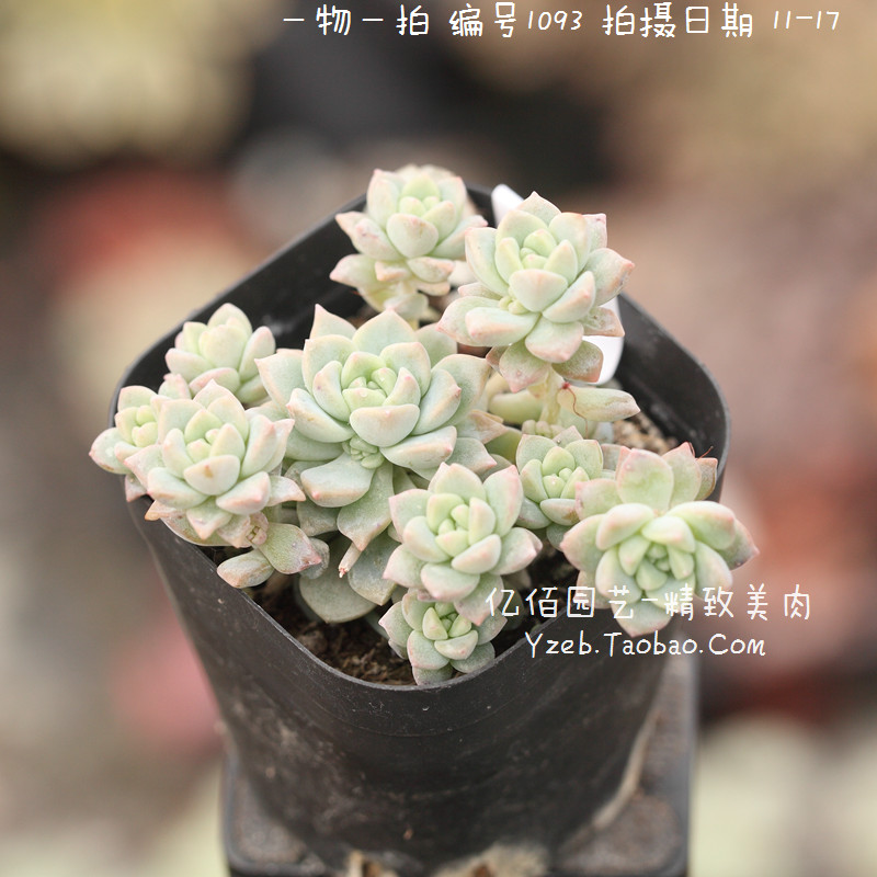 粉蔓 子持白莲 帕米尔玫瑰 多肉植物 易群生