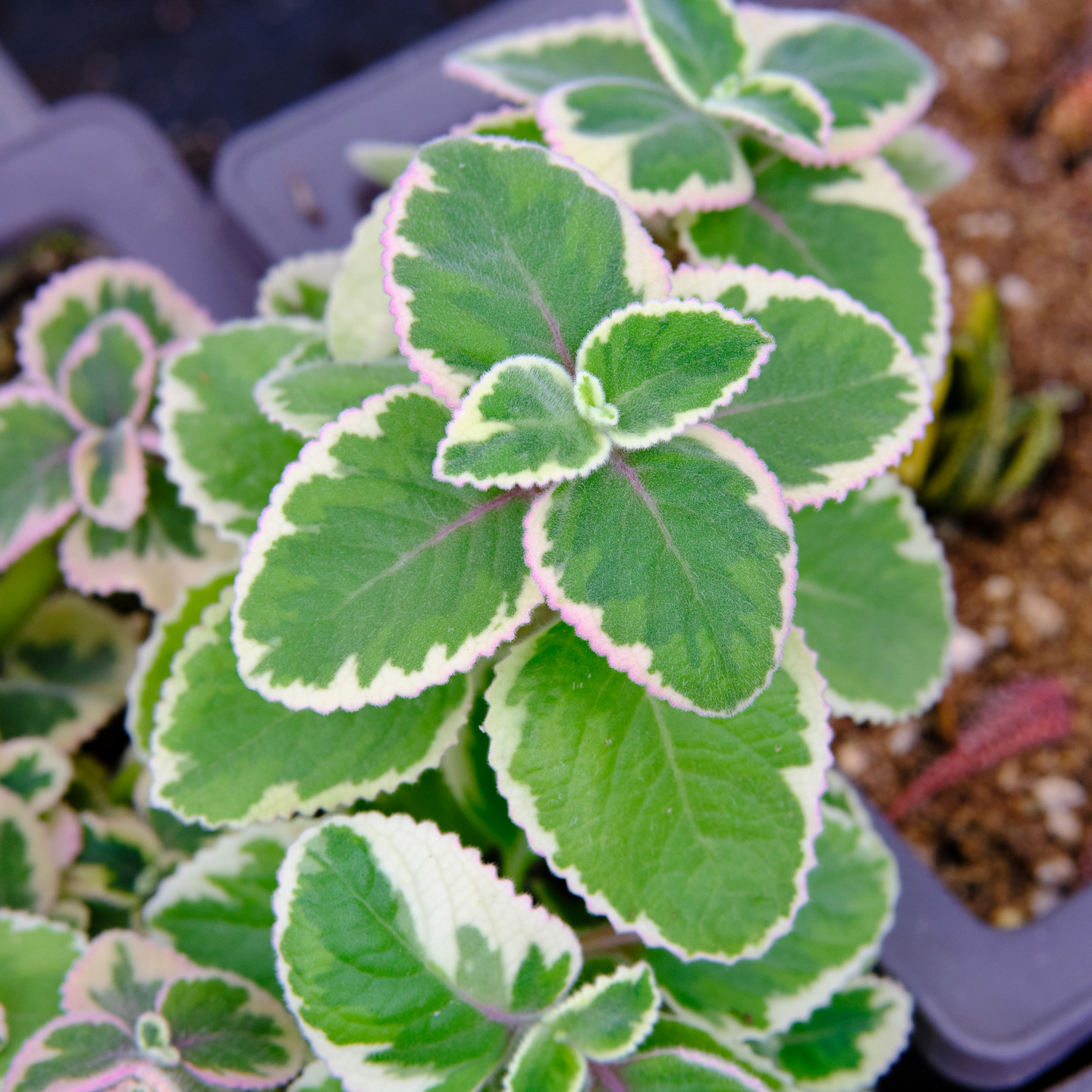 香妃锦 多肉植物 碰碰香锦