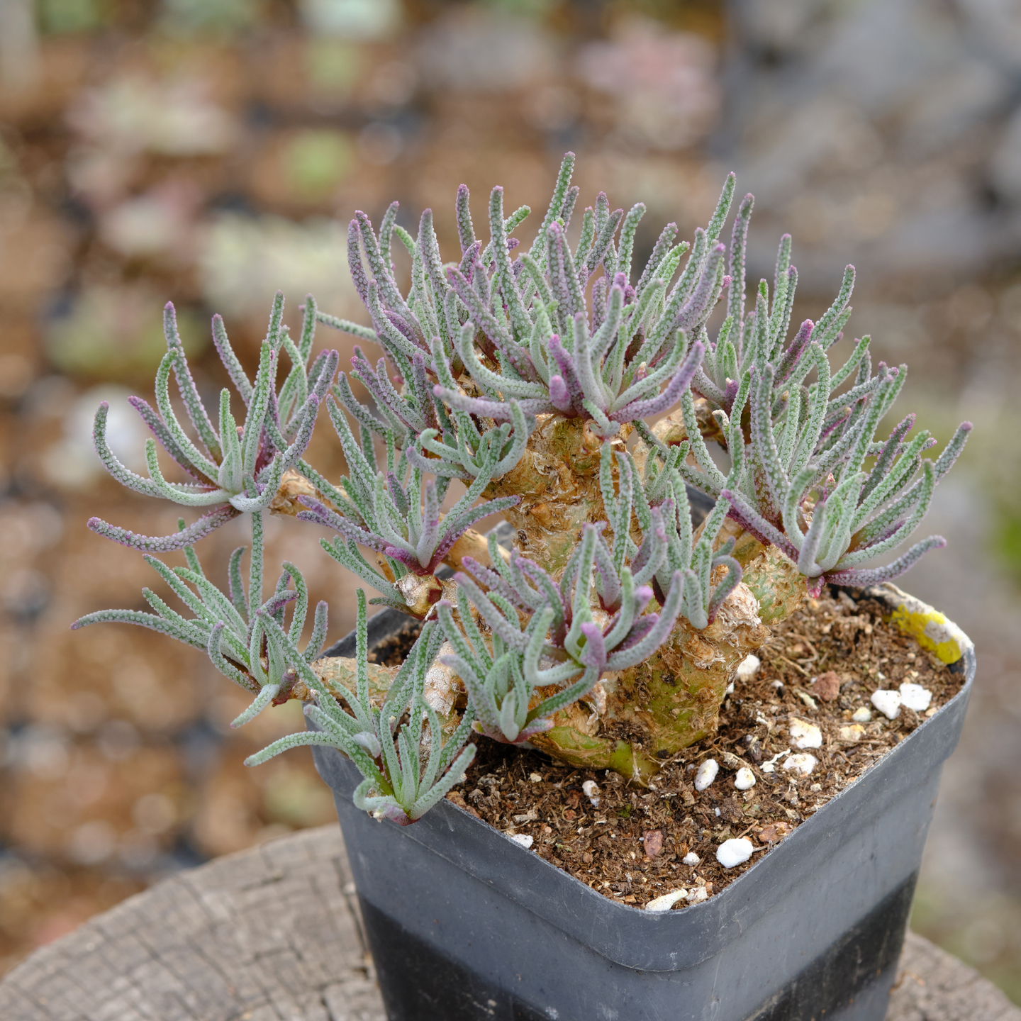 天赐 多肉植物 块根植物 易开花 喜水 易发蔫发软