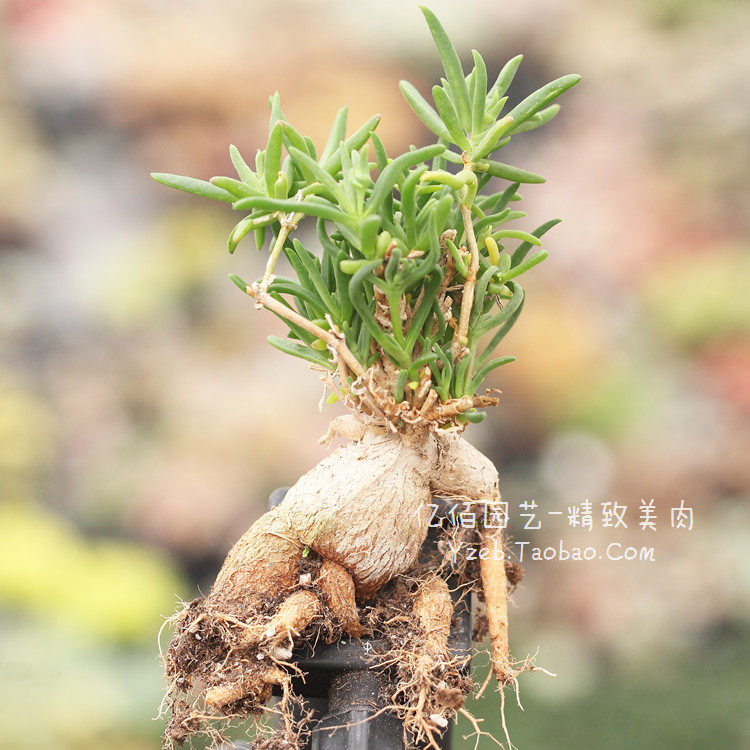 冰花 块根植物 多肉植物 籽播 易开花 白色花