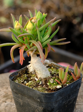 冰花 块根植物 多肉植物 籽播 易开花 白色花