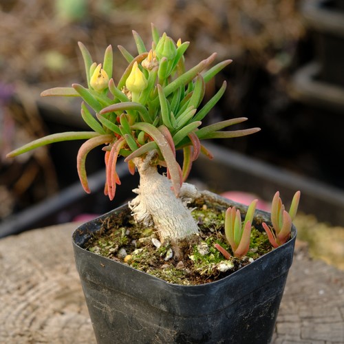 冰花 块根植物 多肉植物 籽播 易开花 白色花