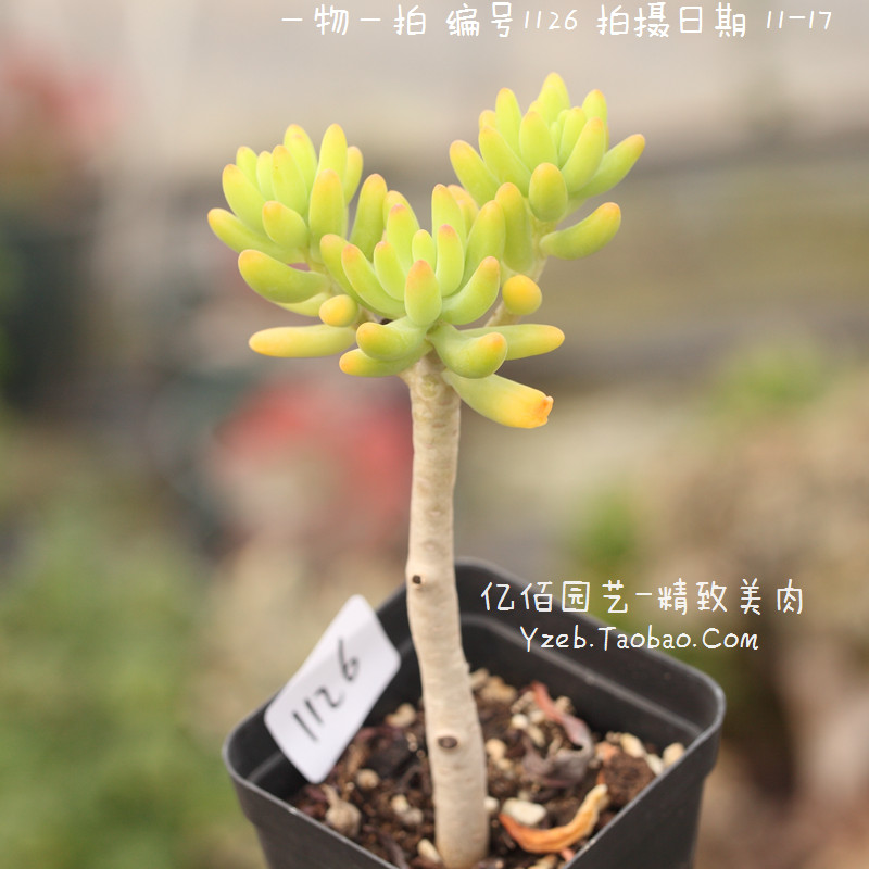 八千代 多肉植物 果冻色多肉