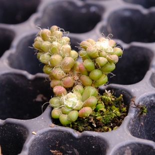 球茶笠 多肉植物 回欢草属 砍头苗 迷你