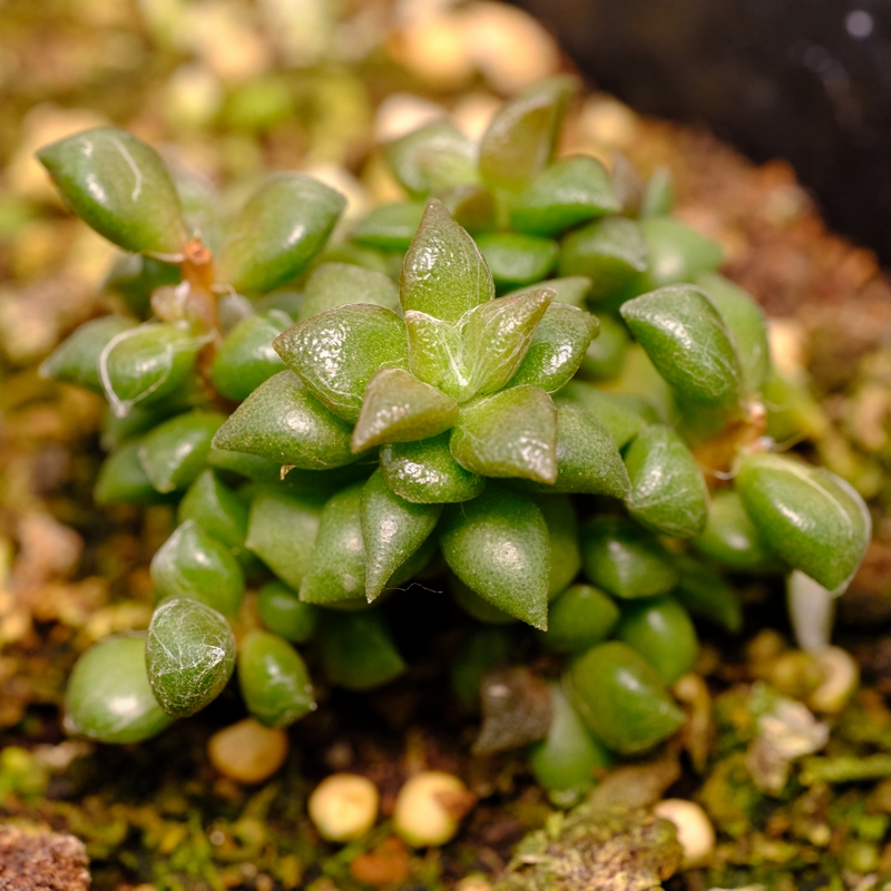 尖叶茶笠 回欢草属 多肉植物 迷你型 群生