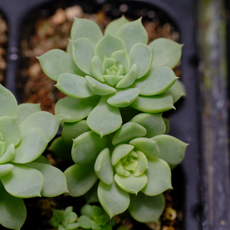 玛卡迪米亚 多肉植物