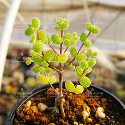 糖球枝干番杏多肉植物砍头苗