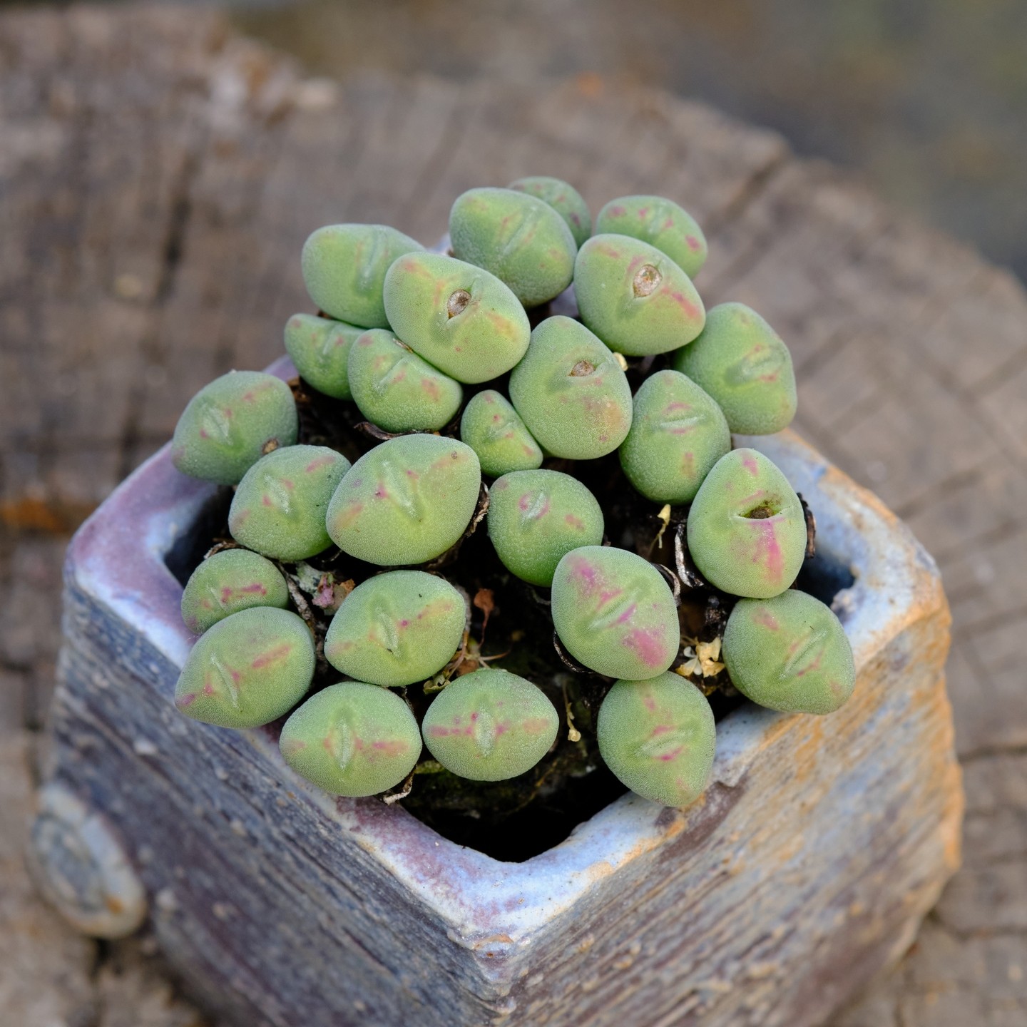 C款 肉锥 一物一拍 番杏 多肉植物,鲜花速递/花卉仿真/绿植园艺,多肉植物,淘宝优惠券,粉丝福利购,淘宝优惠卷