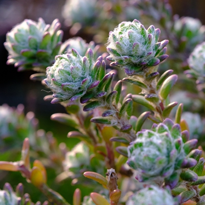 花吹雪 毛叶马齿苋 太阳花 多肉植物 砍头苗