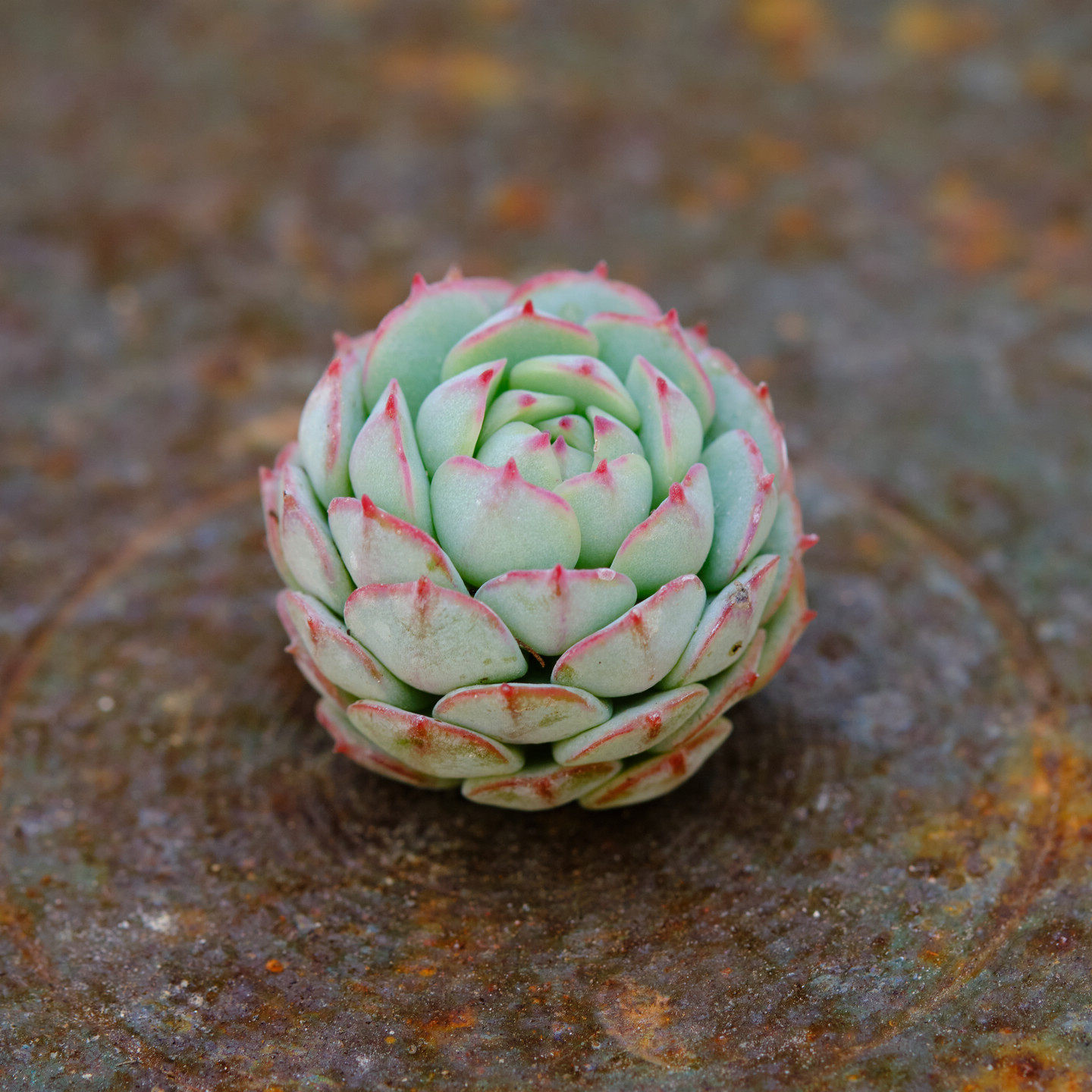 小红船 多肉植物,鲜花速递/花卉仿真/绿植园艺,多肉植物,淘宝优惠券,粉丝福利购,淘宝优惠卷