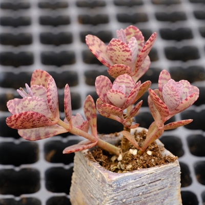 江户紫多肉植物珈蓝菜属