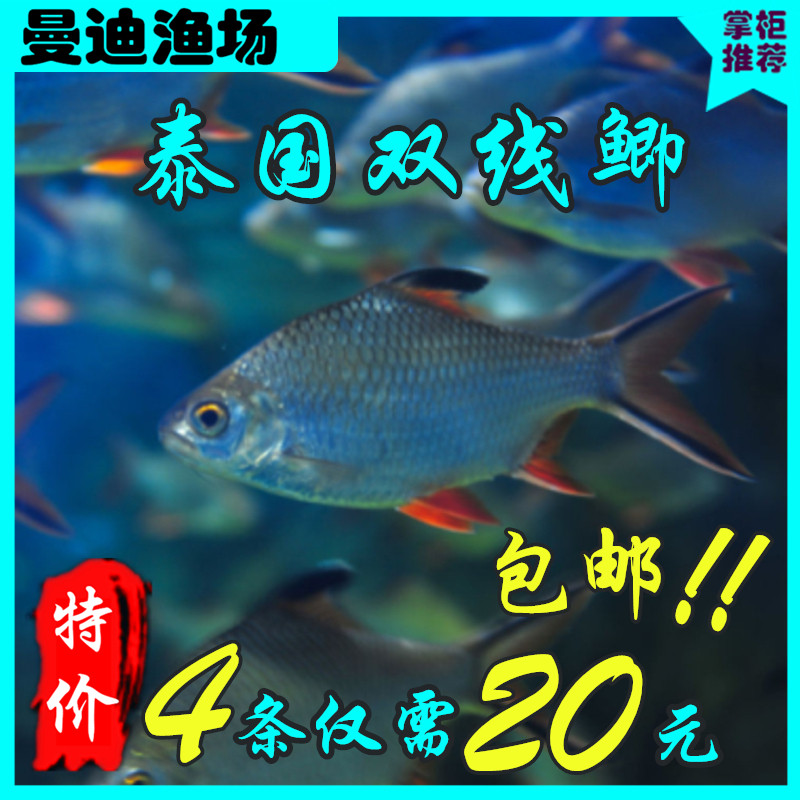 泰国红鳍双线鲫鱼活体银龙鱼活体金凤银凤中大型热带鱼清道夫包邮